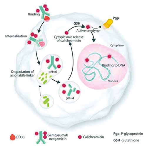 NPM1突变型AML 联合Gemtuzumab ozogamicin的强化治疗或更佳