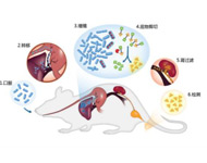 新型生物标志物组合或可准确诊断胰腺癌