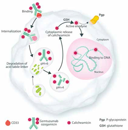 Gemtuzumab ozogamicin联合诱导在AML患者中的应用