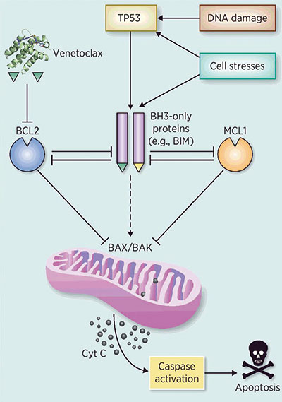 ≥75岁初治或不宜强化化疗AML 或可选Venetoclax-LDAC方案