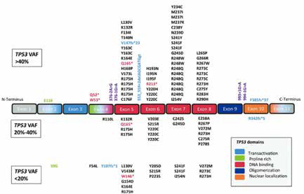 TP53突变AML 标准方案添加维奈克拉未改善结局