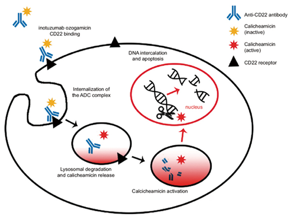 1~21岁多线失败R/R B-ALL患者 Inotuzumab ozogamicin有效且耐受