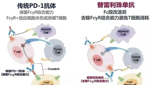 一线治疗复发性或转移性鼻咽癌 联合替雷利珠单抗对比单纯化疗延长PFS 