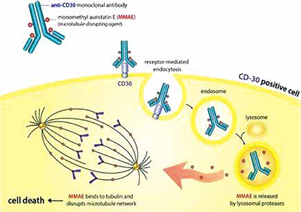 一线治疗Ⅲ/Ⅳ期霍奇金淋巴瘤 或可首选含Brentuximab vedotin方案