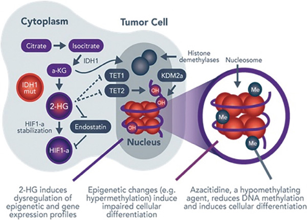 IDH1突变的AML Olutasidenib是否联合阿扎胞苷均值得探究